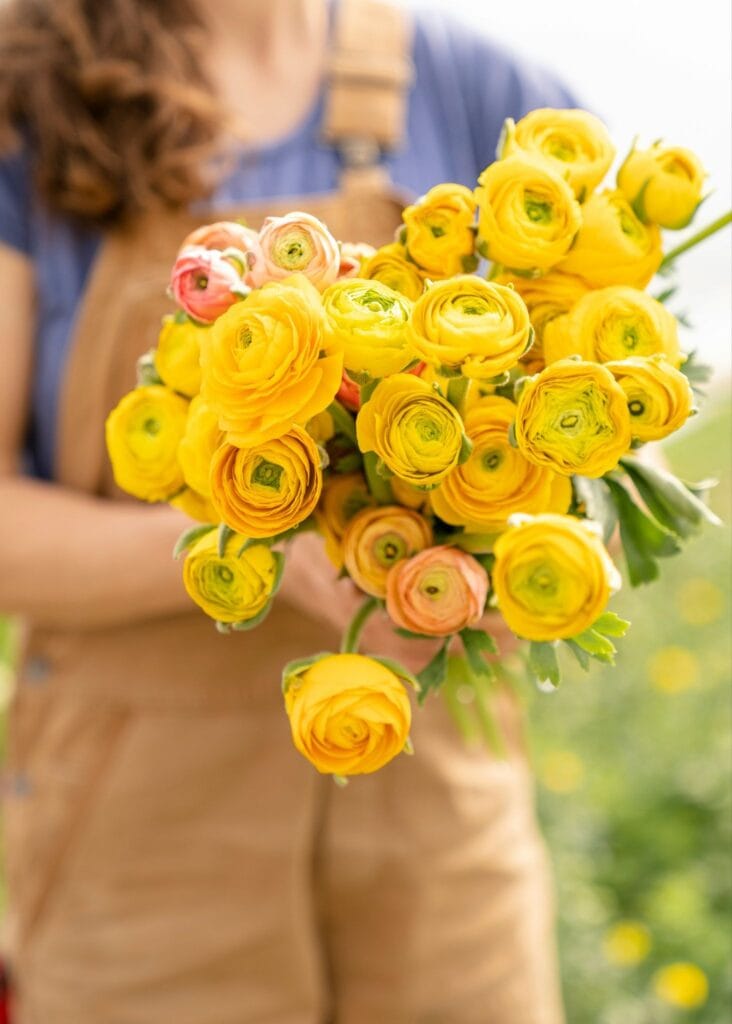 Ranunculus